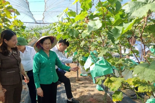 Nông nghiệp công nghệ cao: Mô hình trồng nho VietGAP quy mô lớn tại Ninh Bình