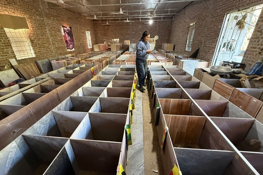 Lào Cai nhân rộng mô hình nuôi dúi giúp người dân thoát nghèo bền vững