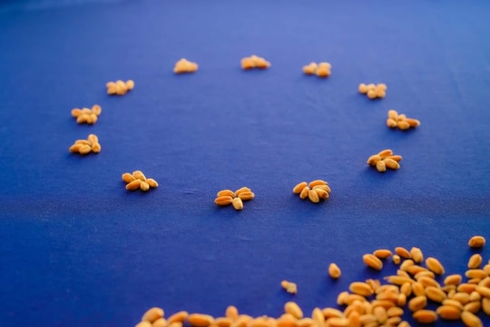 Châu Âu tiến tới khung pháp lý mới cho cây trồng chỉnh sửa gen