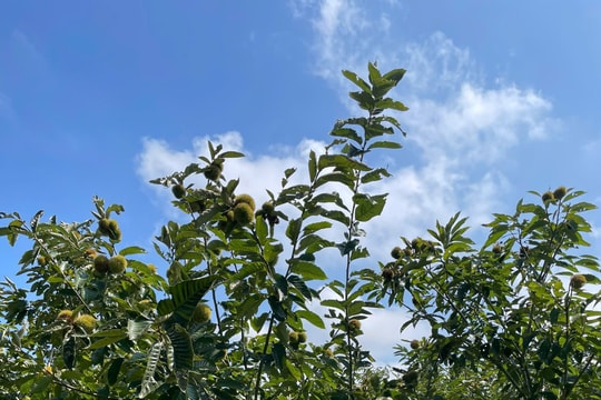 Việt Nam đạt được nhiều thành tựu vượt trội trong giảm nghèo bền vững