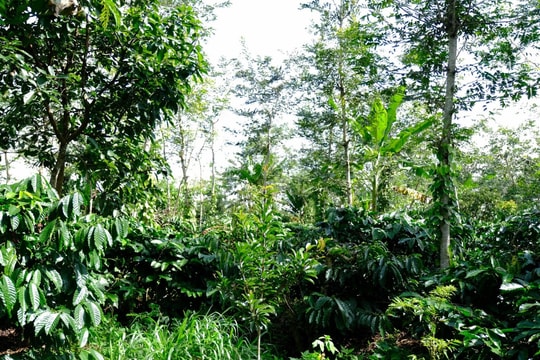 Đẩy mạnh giảm nghèo bền vững: chuyển mình rõ nét ở Nam Trung Bộ và Tây Nguyên