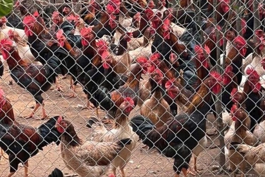 Giảm nghèo bền vững vùng Bắc Trung Bộ - từ tư duy đến hành động thực tiễn