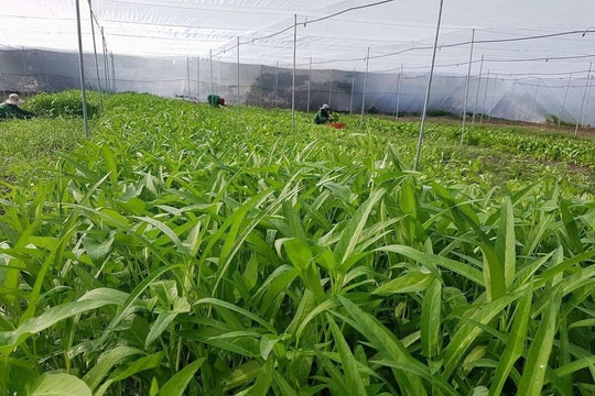 Hiệu quả rõ nét từ chương trình giảm nghèo bền vững tại Lâm Đồng