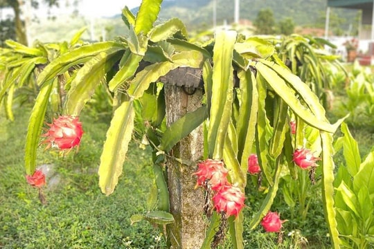 Kinh tế tập thể khẳng định vị thế trong chiến lược giảm nghèo