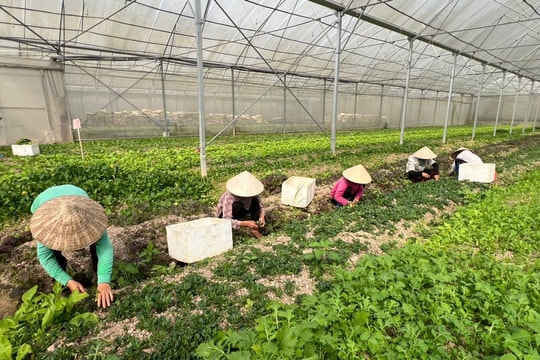 Đồng Du (Ninh Bình): Tư duy làm gốc, sinh kế làm nền