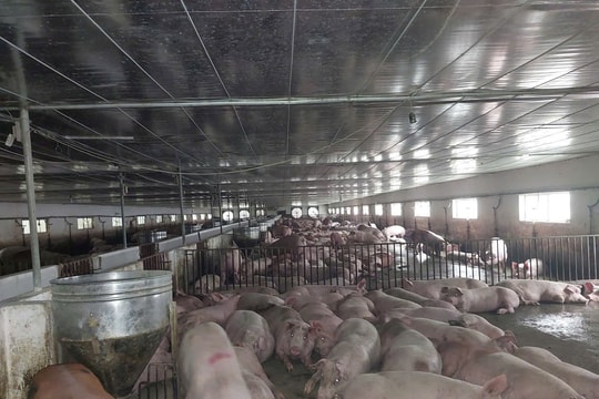 Diện mạo mới ở vùng cao Lai Châu