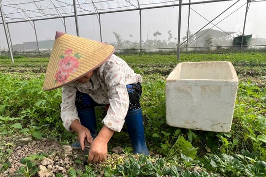 Hiệu quả của chính sách lồng ghép giới trong giảm nghèo: Từ “hỗ trợ đúng người” đến “trao quyền đúng cách”