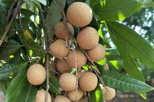 Nhãn đặc sản, sinh kế mới cho người dân Tân Hưng