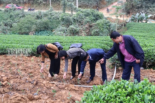 Phát triển mô hình trồng chè giống mới VN15 chất lượng cao