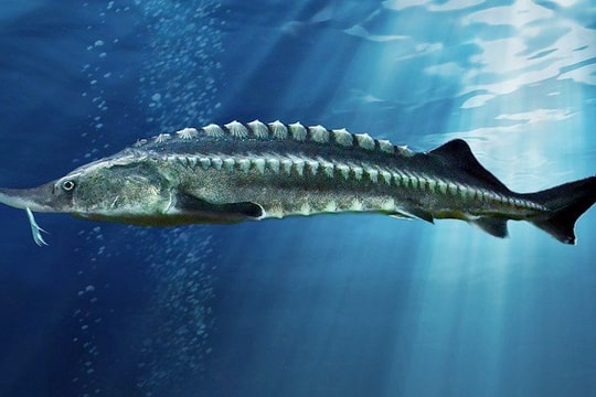 Phát triển kinh tế từ mô hình nuôi cá tầm ở xã Tân Quang