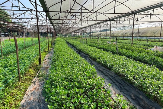 Không phải cứ có nhà kính, nhà màng là chóng giàu