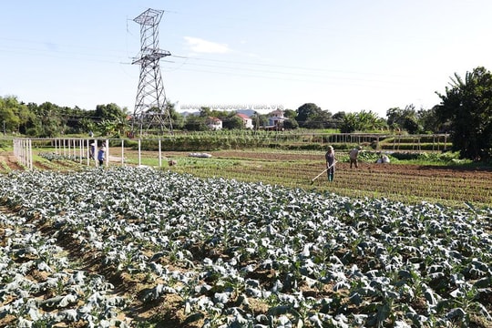 Thái Nguyên: Nâng cao chất lượng sản phẩm rau vụ đông