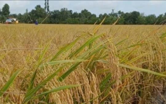 Lúa - nấm - phân hữu cơ: Mô hình tuần hoàn tạo thu nhập kép, góp phần xây dựng nông thôn mới