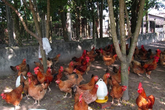 Mô hình nuôi gà bằng thảo dược: Hướng đi xanh cho sinh kế bền vững ở Quảng Trị