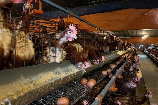 Hỗ trợ vay vốn ưu đãi giúp nhiều hộ nghèo mở rộng sinh kế và tăng thu nhập