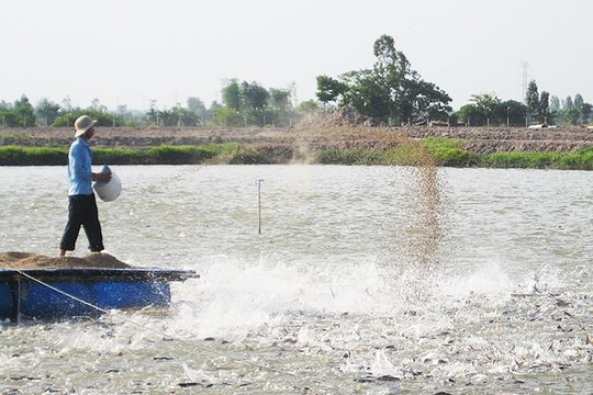 Mô hình hợp tác xã nuôi trồng thủy sản giúp giảm nghèo