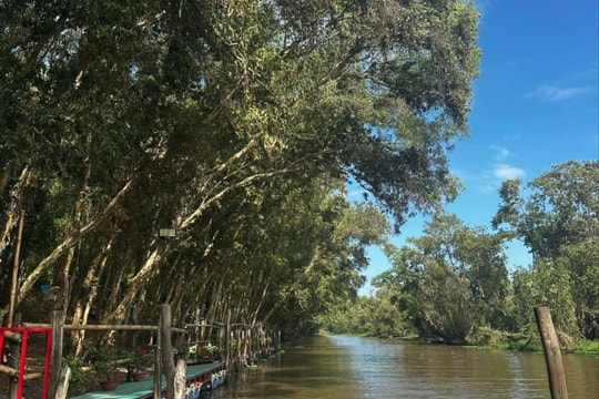 Sinh kế bền vững từ mô hình giữ màu xanh cho rừng ngập mặn Thạnh Phước
