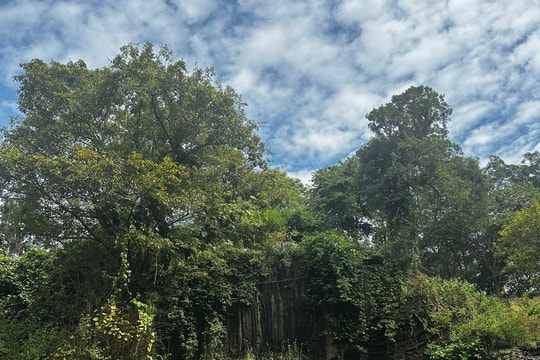 Giảm nghèo chủ lực từ mô hình trồng rừng, sản xuất nông nghiệp ở xã biên giới Hua Bum