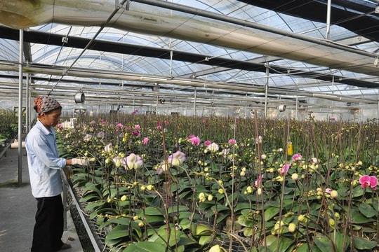 Bắc Ninh giảm nghèo hiệu quả nhờ chuyển đổi số