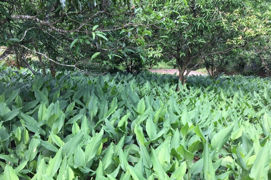 Phát triển cây dược liệu dưới tán rừng - Hướng đi bền vững ở Lai Châu