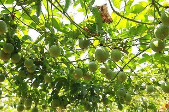 Những “điểm sáng” trong phát triển kinh tế nông thôn Quảng Ninh