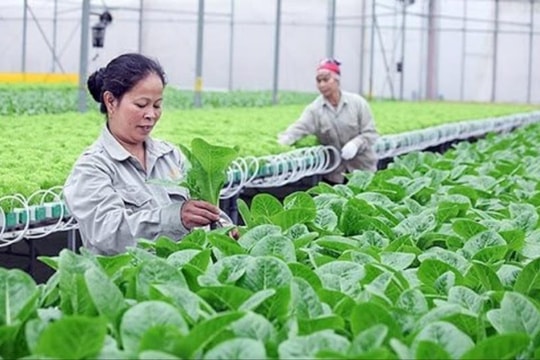 Nghệ An đặt mục tiêu 150 hợp tác xã nông nghiệp ứng dụng công nghệ cao đến năm 2030