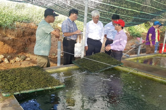 Phát triển hợp tác xã nuôi trồng thủy sản: Hướng đi hiệu quả trong giảm nghèo