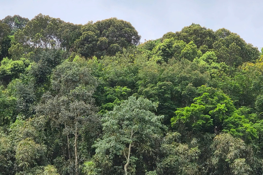 Sơn La đạt kết quả tích cực trong công tác giảm nghèo