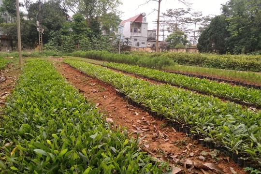 Khoa học và công nghệ - động lực thúc đẩy giảm nghèo bền vững ở Thanh Hóa