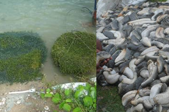 Khoa học và công nghệ - nền tảng thúc đẩy xây dựng nông thôn mới bền vững ở các tỉnh ven biển miền Trung