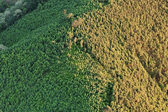 Chuyển đổi số mở đường cho nông thôn mới phát triển bền vững