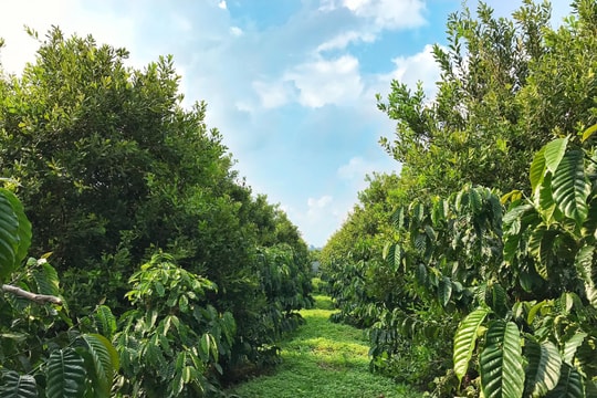 Đắk Lắk: Kinh tế tuần hoàn trong sản xuất cà phê