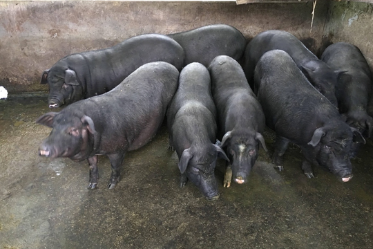 Xử lý chất thải hữu cơ, phát triển sinh khối: Giải pháp xây dựng nông thôn mới xanh và bền vững