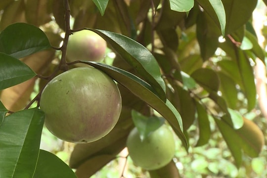 Hiệu quả của mô hình VietGAP trong phát triển nông nghiệp an toàn gắn với xây dựng nông thôn mới