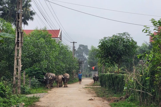 Xây dựng hợp tác xã gia súc bền vững tại nông thôn miền Bắc