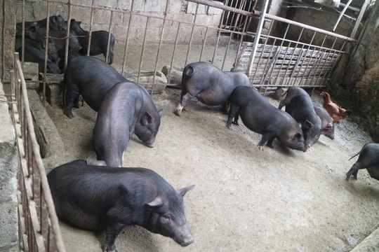 Cao Bằng: Phát triển nguồn gen lợn đen Lục Khu theo hướng sản xuất hàng hóa