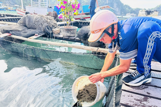 Mô hình nuôi cá song trân châu bằng lồng HDPE trên biển đạt chứng nhận VietGAP