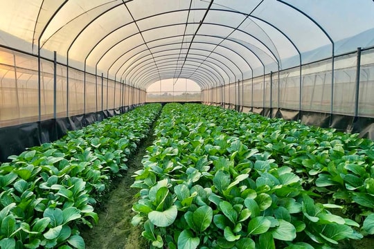 Hợp tác xã liên kết chuỗi giá trị: Hướng đi bền vững cho nông sản sạch