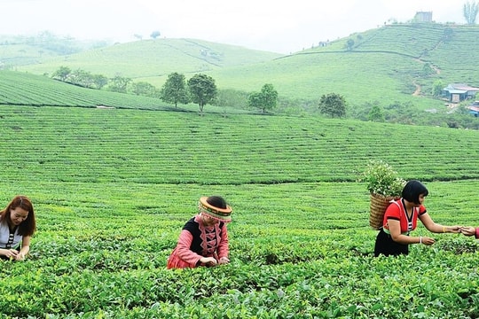 Kinh tế tập thể Sơn La: Từ liên kết sản xuất đến giảm nghèo bền vững