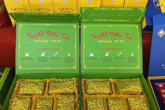 HTX Suối Giàng: Nâng tầm giá trị chè Shan Tuyết