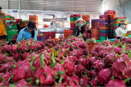 Chuỗi giá trị trái thanh long sạch nâng tầm nông sản Bình Thuận