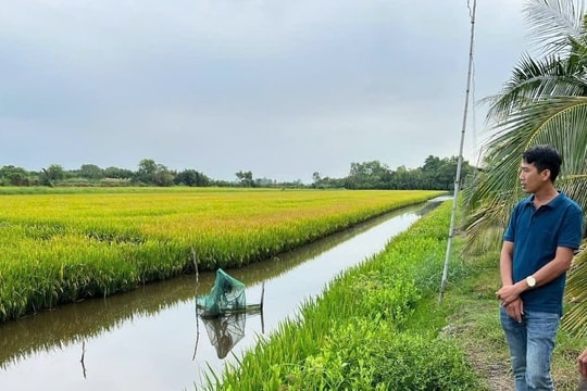 Nâng cao giá trị nông sản từ mô hình liên kết sản xuất lúa - tôm