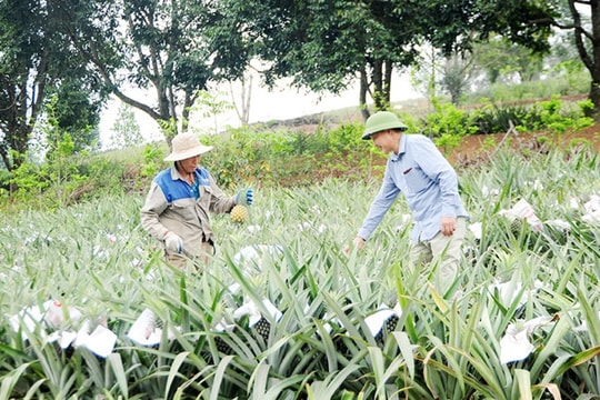 Hợp tác xã Dứa sạch Hương Sơn - Hạt nhân liên kết sản xuất nông sản sạch, nâng cao giá trị cây dứa