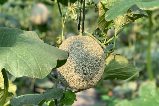 Thượng Hồng chuyển mình với nông nghiệp số