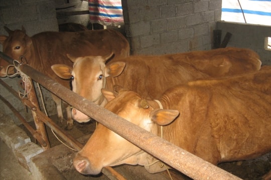 Chăn nuôi đại gia súc giúp người dân vùng cao Tuyên Quang giảm nghèo bền vững