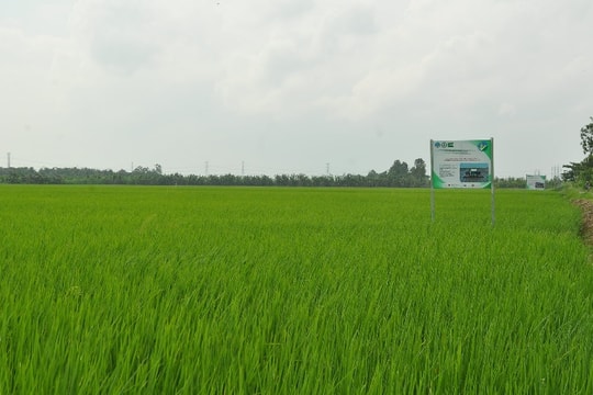 HTX nông nghiệp Chợ Vàm: “bà đỡ” của vùng lúa hàng hóa ven sông ở An Giang