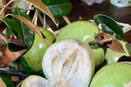 Hướng đi kinh tế từ Vườn ăn trái Trường Khương A