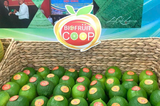 Sản xuất trái cây có giá trị gắn với tiêu chuẩn OCOP