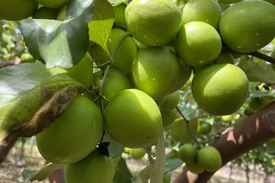 Hướng tới sản xuất tập trung, nâng giá trị nông sản địa phương