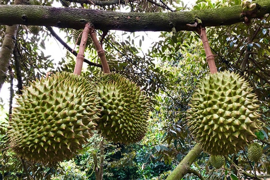 Từ sản xuất tập trung đến mô hình xuất khẩu sầu riêng